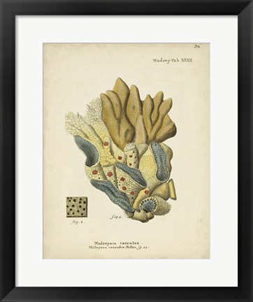 Framed Ecru Coral III Print