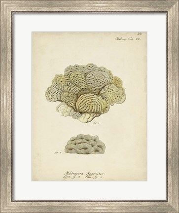 Framed Ecru Coral V Print