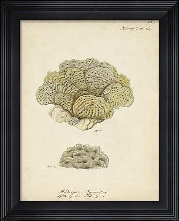 Framed Ecru Coral V Print