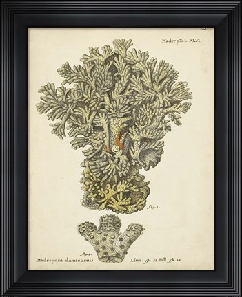Framed Ecru Coral VI Print