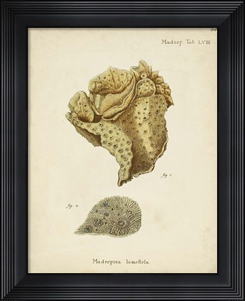 Framed Ecru Coral VII Print