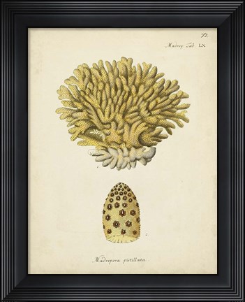 Framed Ecru Coral VIII Print