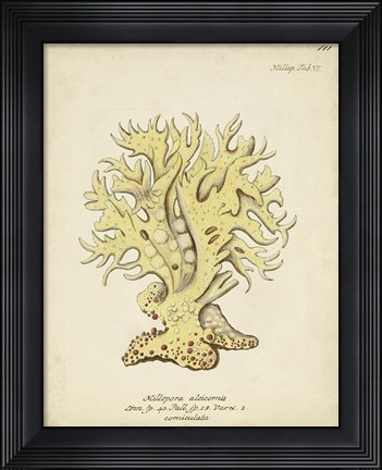 Framed Ecru Coral IX Print