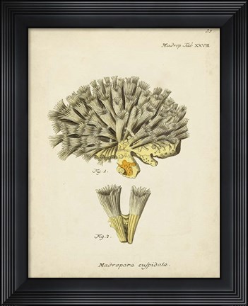 Framed Ecru Coral XI Print