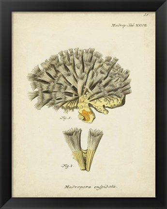 Framed Ecru Coral XI Print