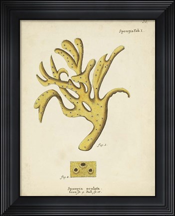 Framed Ecru Coral XII Print