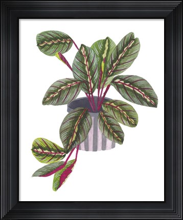Framed Prayer Plant II Print