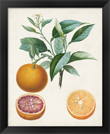 Framed Orange de Malte Print