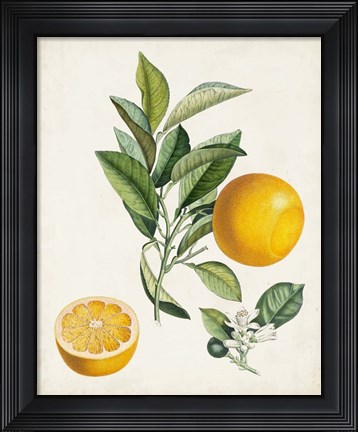 Framed Bigarrade Couronnee Print