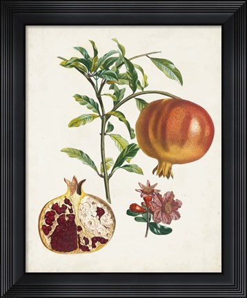 Framed Grenadier a fruit doux Print