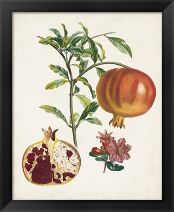 Framed Grenadier a fruit doux Print