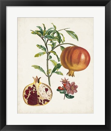 Framed Grenadier a fruit doux Print