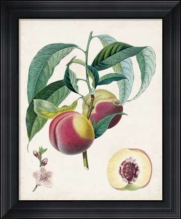 Framed Belle Bauce Print