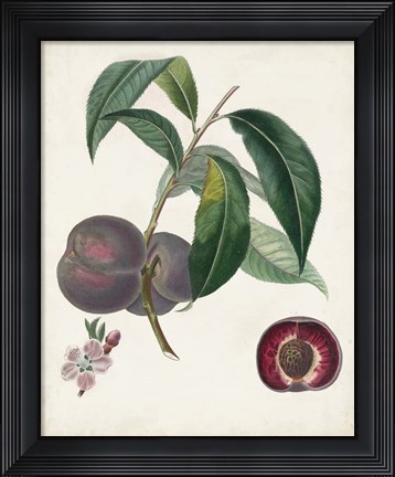 Framed Peche Cardinale Print