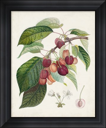 Framed Bigarreau rouge Print