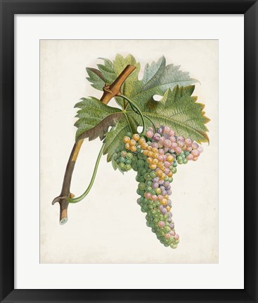 Framed Raisin de Corunthe Print