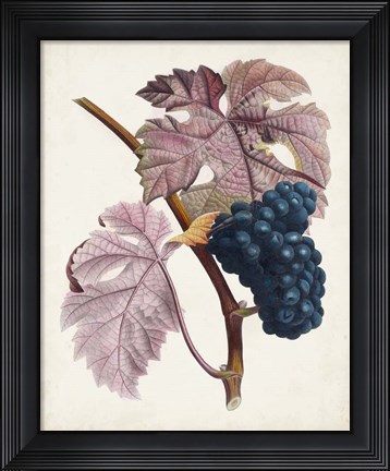 Framed Raisin de Ceinlurier Print