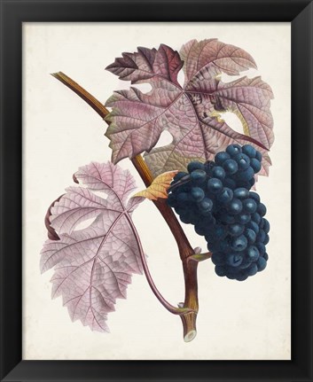 Framed Raisin de Ceinlurier Print