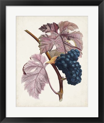 Framed Raisin de Ceinlurier Print