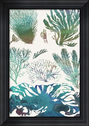 Framed Aquatic Assemblage II Print