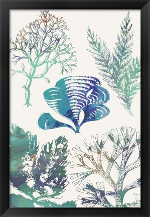 Framed Aquatic Assemblage III Print