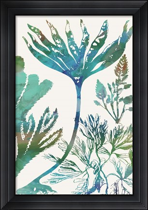 Framed Aquatic Assemblage IV Print