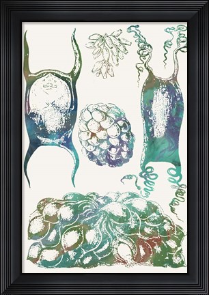 Framed Aquatic Assemblage VI Print