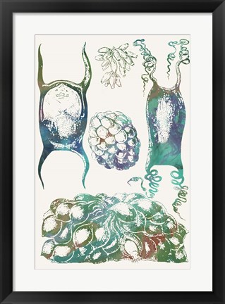 Framed Aquatic Assemblage VI Print