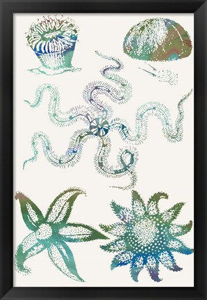Framed Aquatic Assemblage VII Print