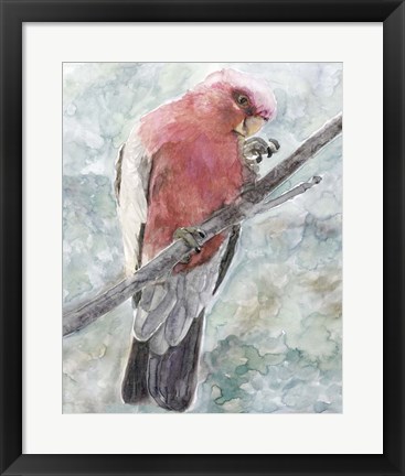 Framed Tropic Parrot I Print