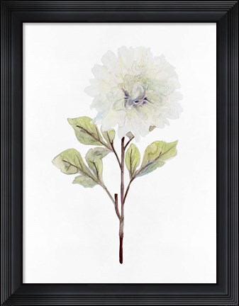 Framed White Blossom I Print