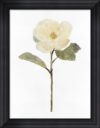 Framed White Blossom II Print