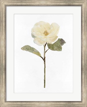 Framed White Blossom II Print