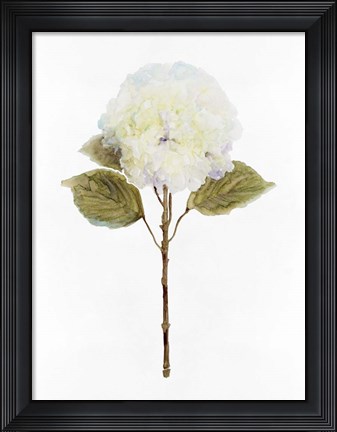 Framed White Blossom III Print