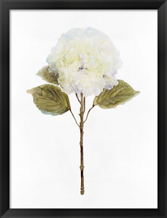 Framed White Blossom III Print