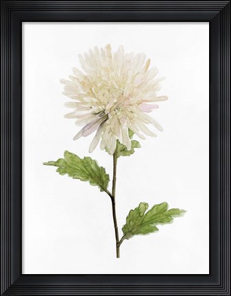 Framed White Blossom IV Print