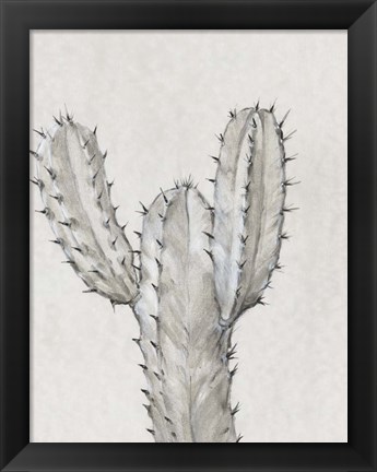 Framed Cactus Study II Print