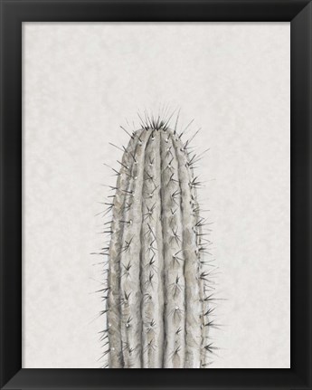 Framed Cactus Study III Print