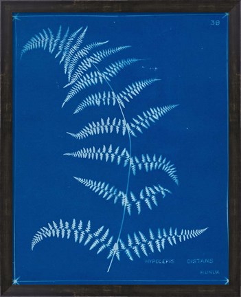 Framed Cyanotype Ferns I Print