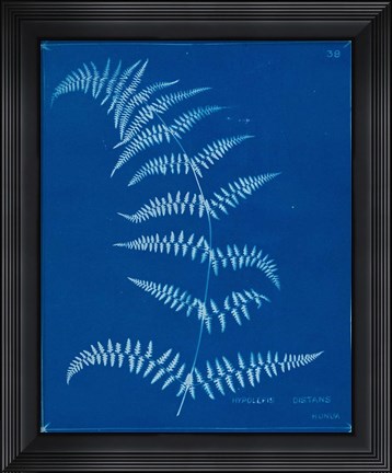 Framed Cyanotype Ferns I Print