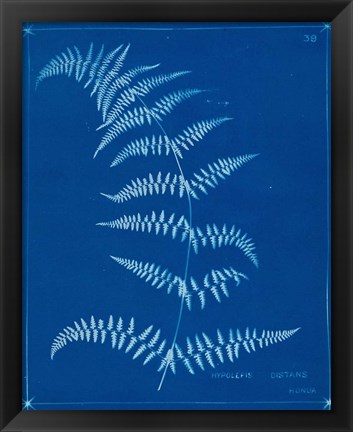 Framed Cyanotype Ferns I Print