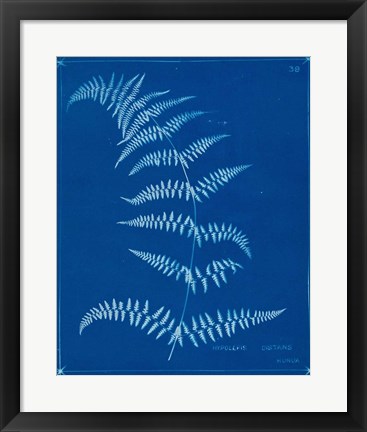 Framed Cyanotype Ferns I Print