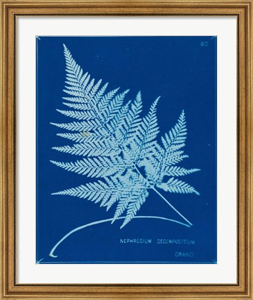 Framed Cyanotype Ferns II Print
