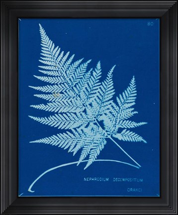 Framed Cyanotype Ferns II Print