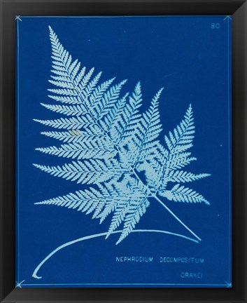 Framed Cyanotype Ferns II Print