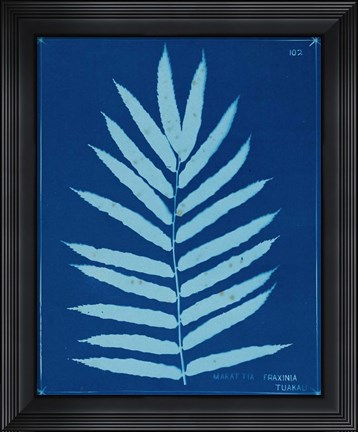 Framed Cyanotype Ferns III Print