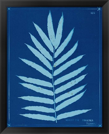 Framed Cyanotype Ferns III Print