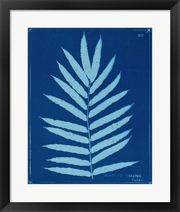 Framed Cyanotype Ferns III Print