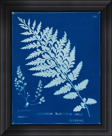 Framed Cyanotype Ferns IV Print