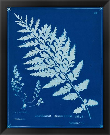 Framed Cyanotype Ferns IV Print